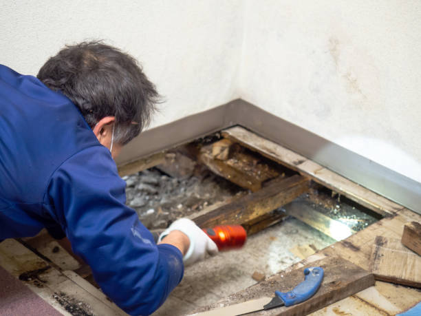 Office Mold Removal Services in Lake Mathews, CA