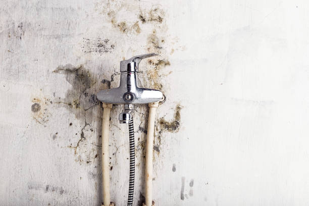Best Fast Mold Removal  in Lake Mathews, CA