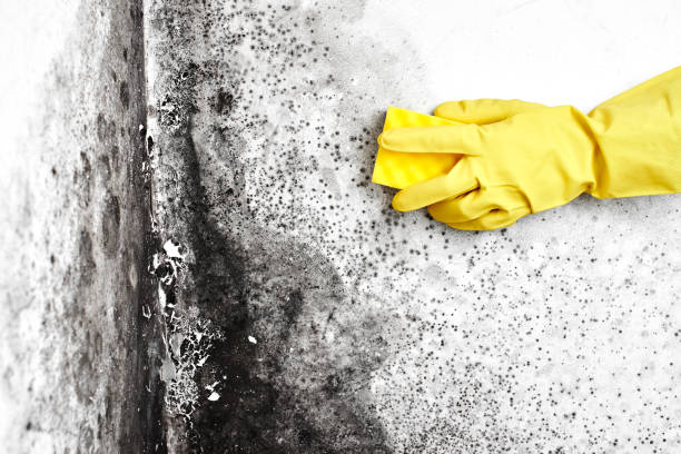 Best Same-Day Mold Removal  in Lake Mathews, CA