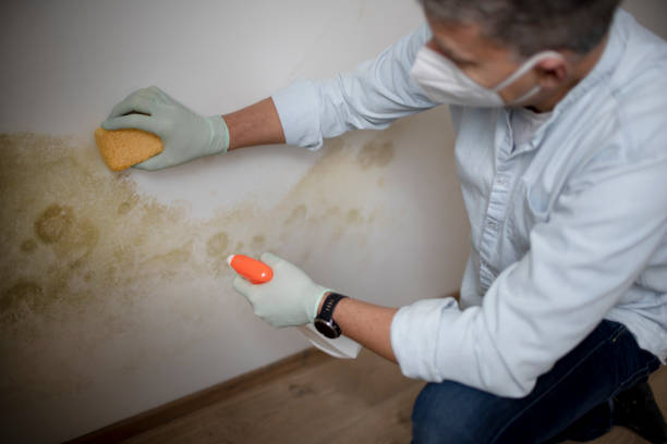 Best Commercial Mold Removal  in Lake Mathews, CA