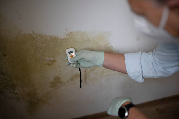 Best Mold Damage Repair  in Lake Mathews, CA