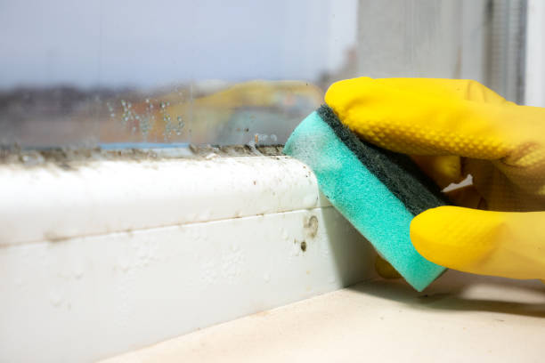 Best Residential Mold Removal  in Lake Mathews, CA