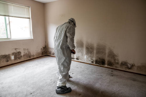 Best Office Mold Removal Services  in Lake Mathews, CA