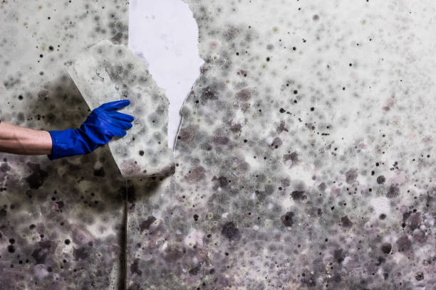 Best Emergency Mold Removal  in Lake Mathews, CA