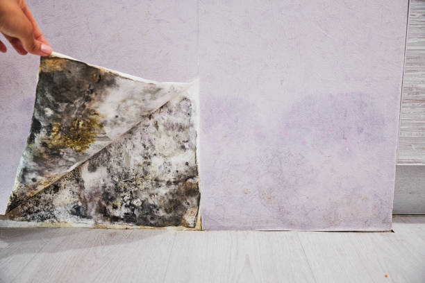 Best Mold Removal Company Near Me  in Lake Mathews, CA